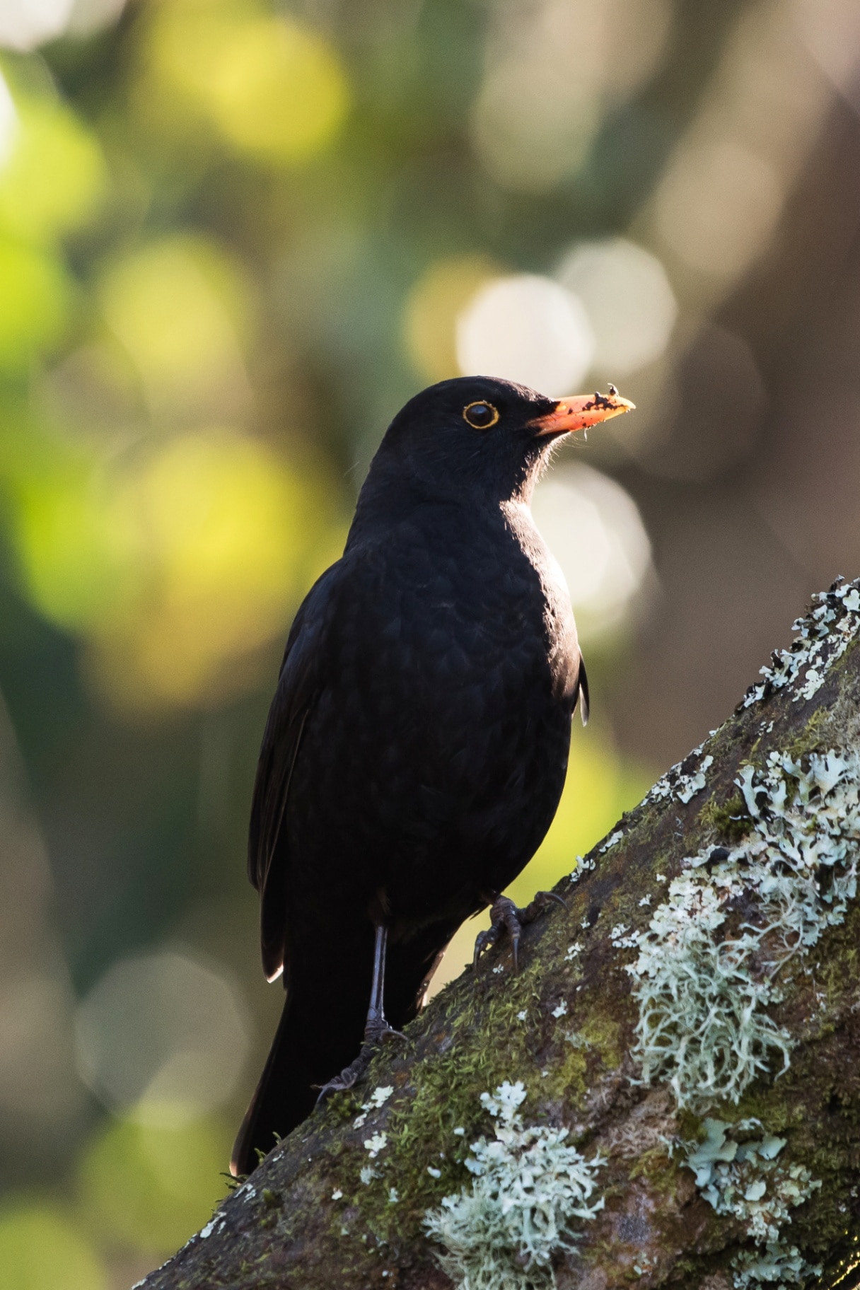 Blackbird perched on branch