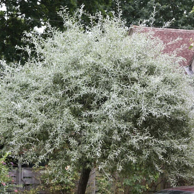 Pyrus salicifolia ‘Pendula’ 