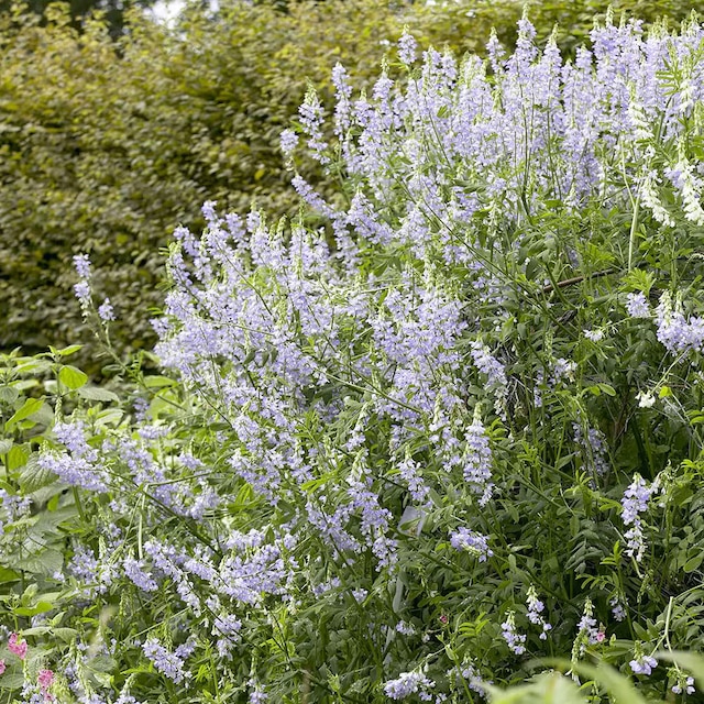 Galega officinalis 