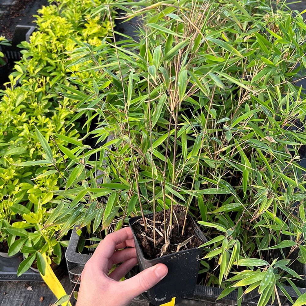 Fargesia nitida 'Black Pearl'