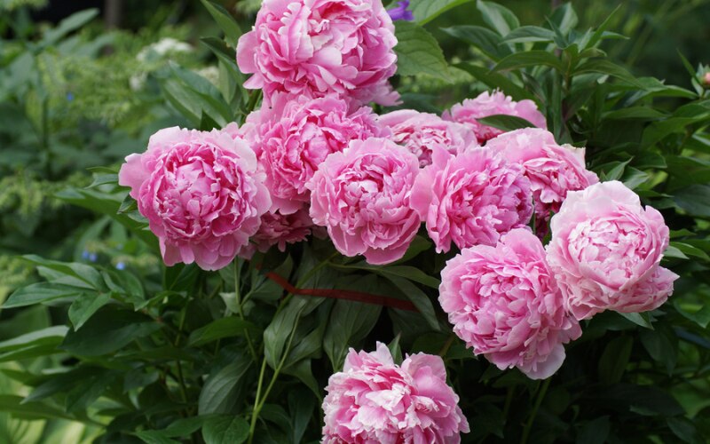 PAEONIA LACTIFLORA ‘SARAH BERNHARDT’