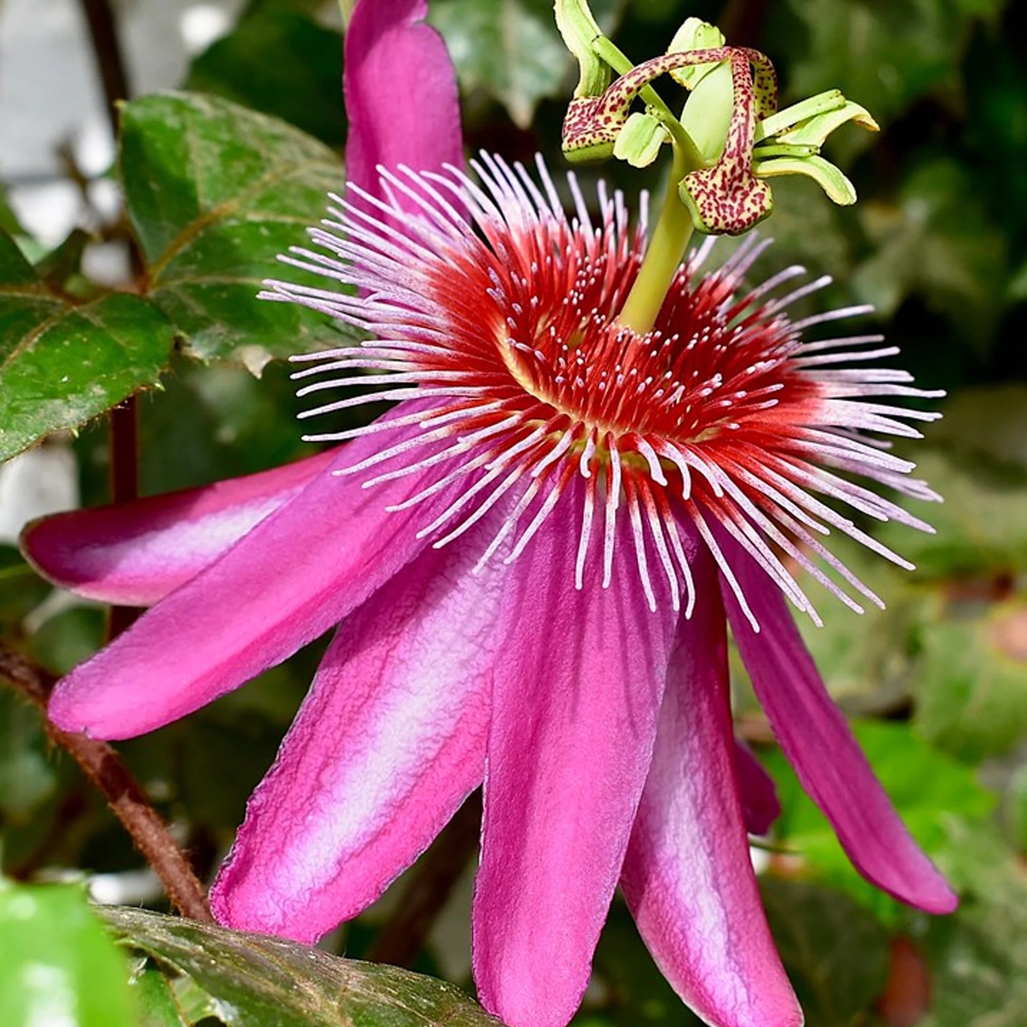 Passiflora 'Anastasia'