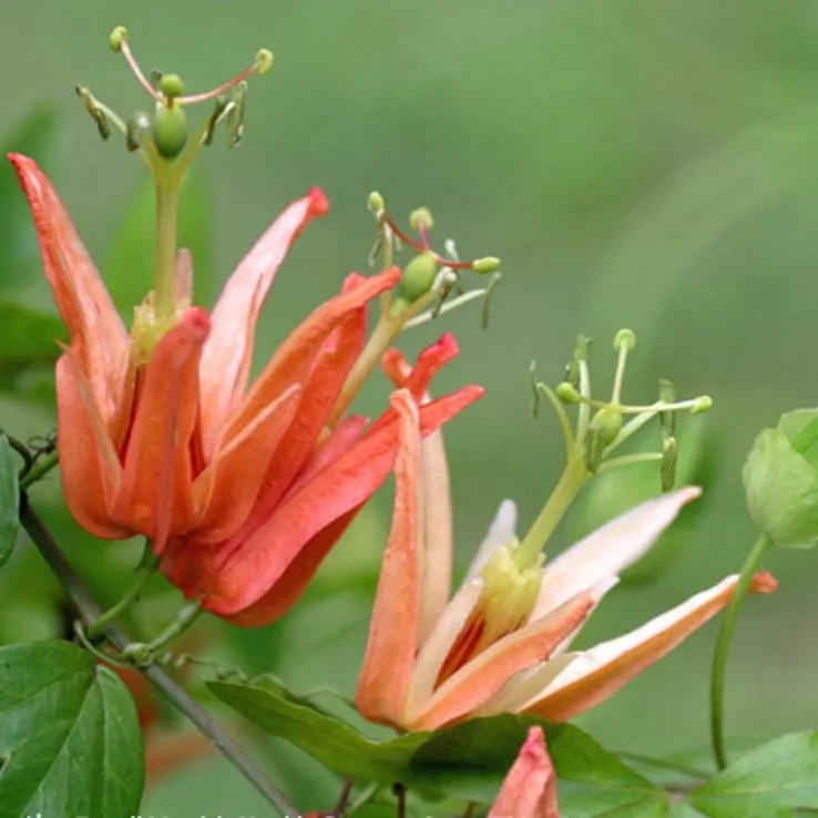 Passiflora aurantia 