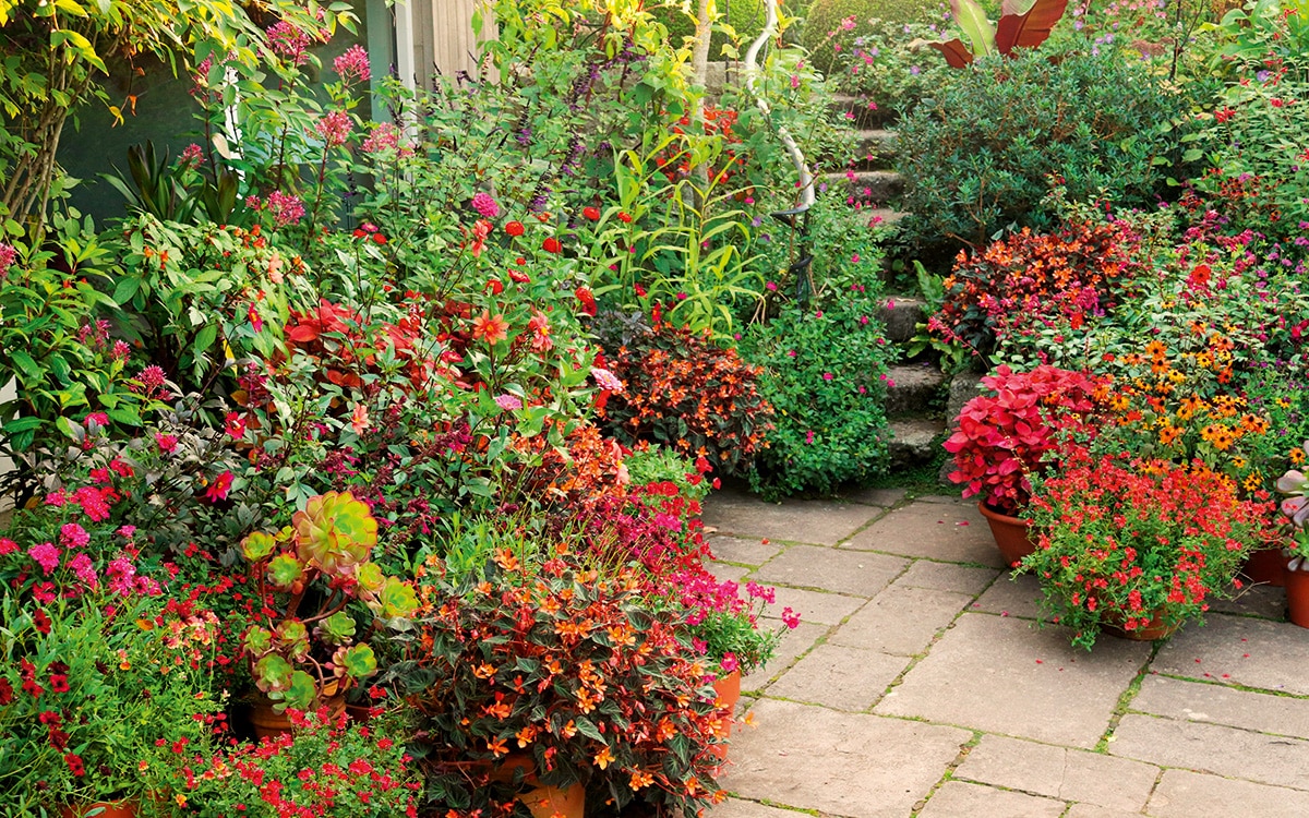 Patthana Garden, Ireland