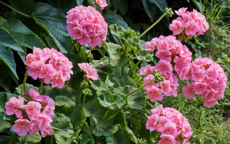 Pelargoniums
