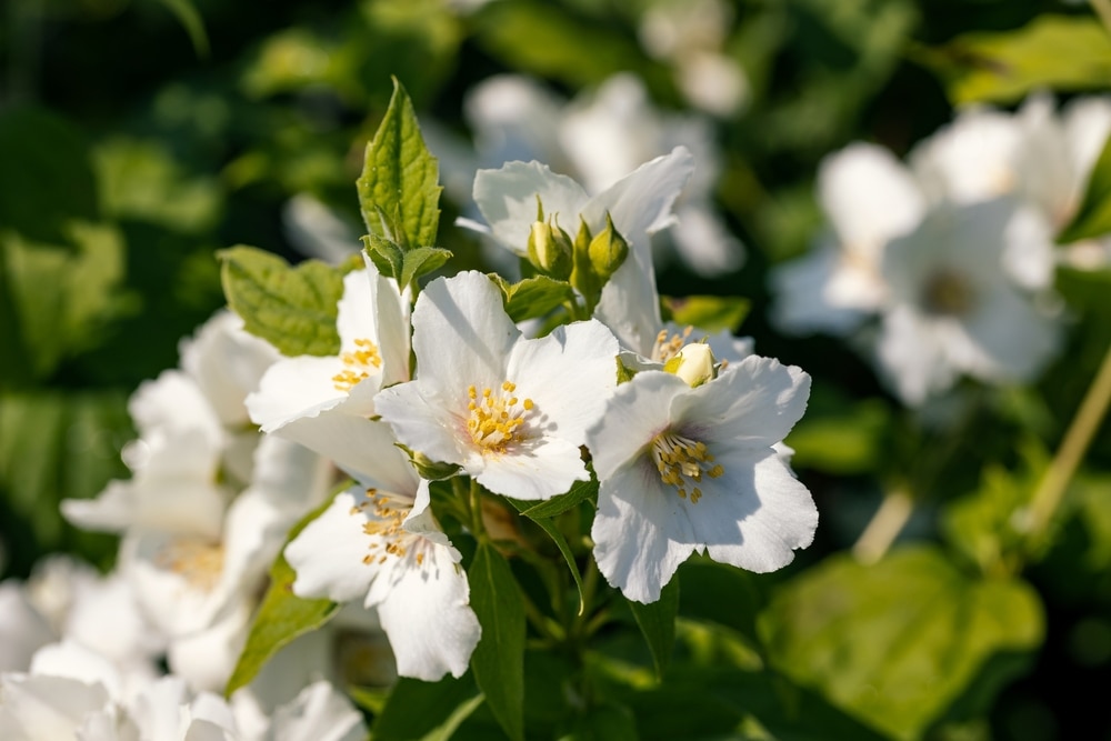 PHILADELPHUS ‘BELLE ÉTOILE’