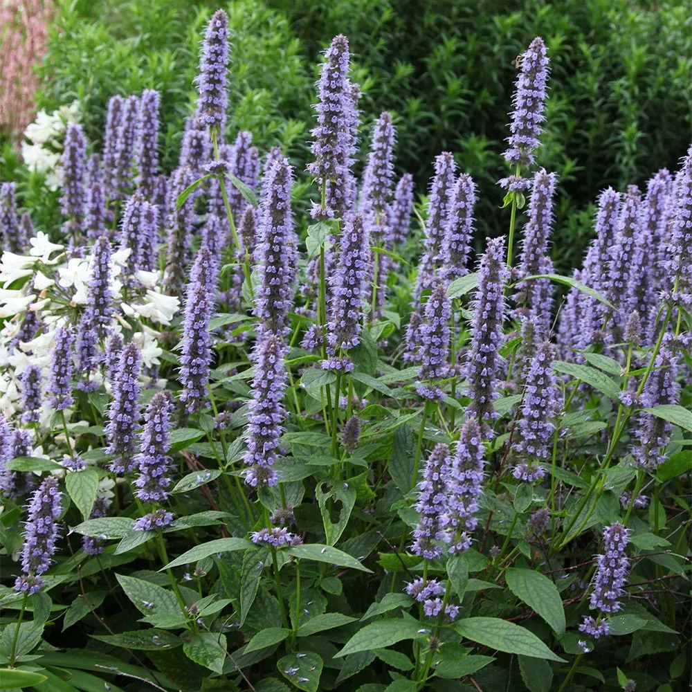 Agastache 'Blue Fortune'