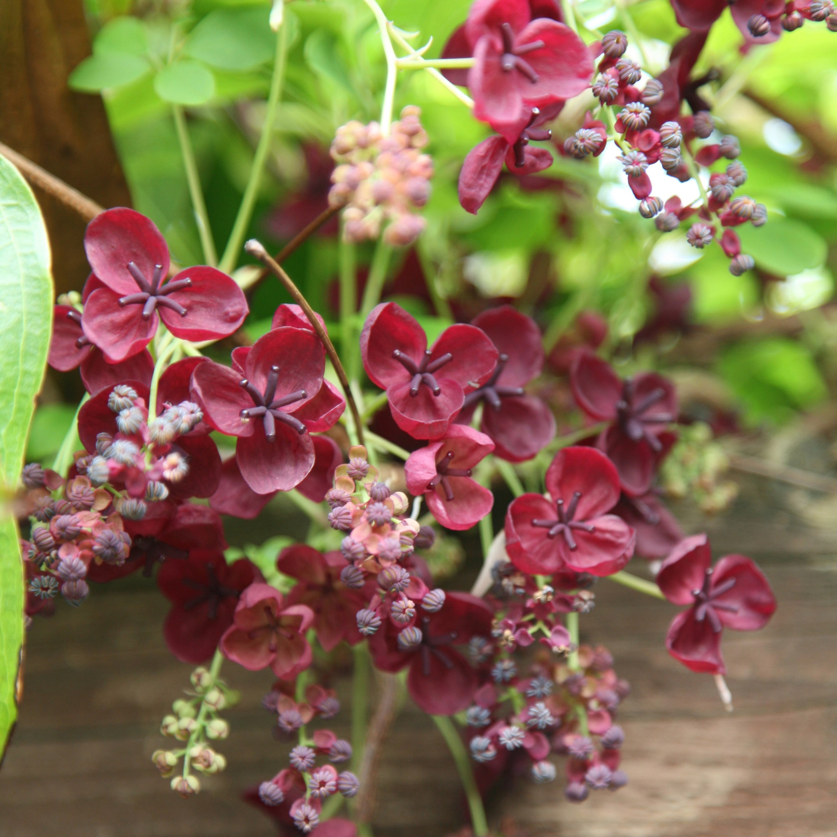 Akebia quinata 