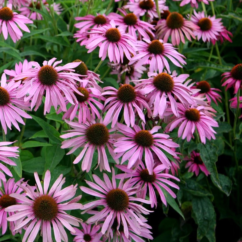 Echinacea purpurea 'Magnus'