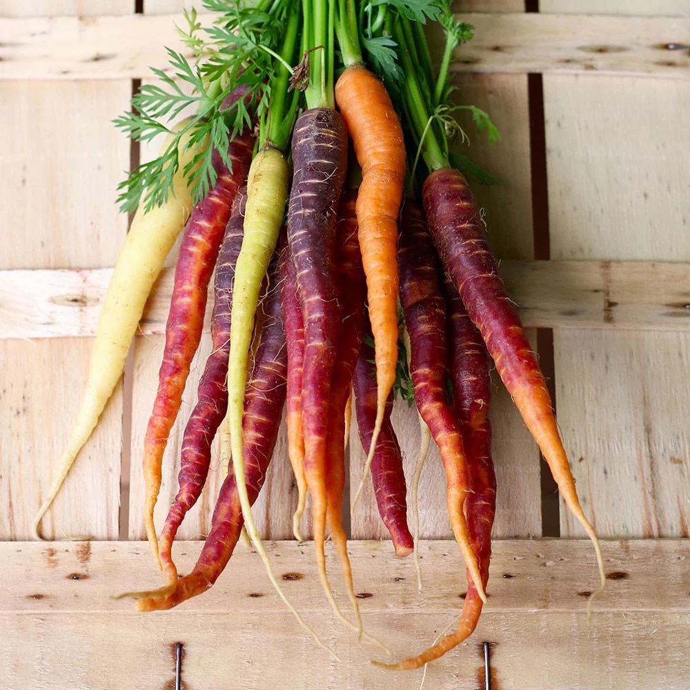carrot 'Mixed'