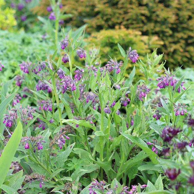 Symphytum officinale