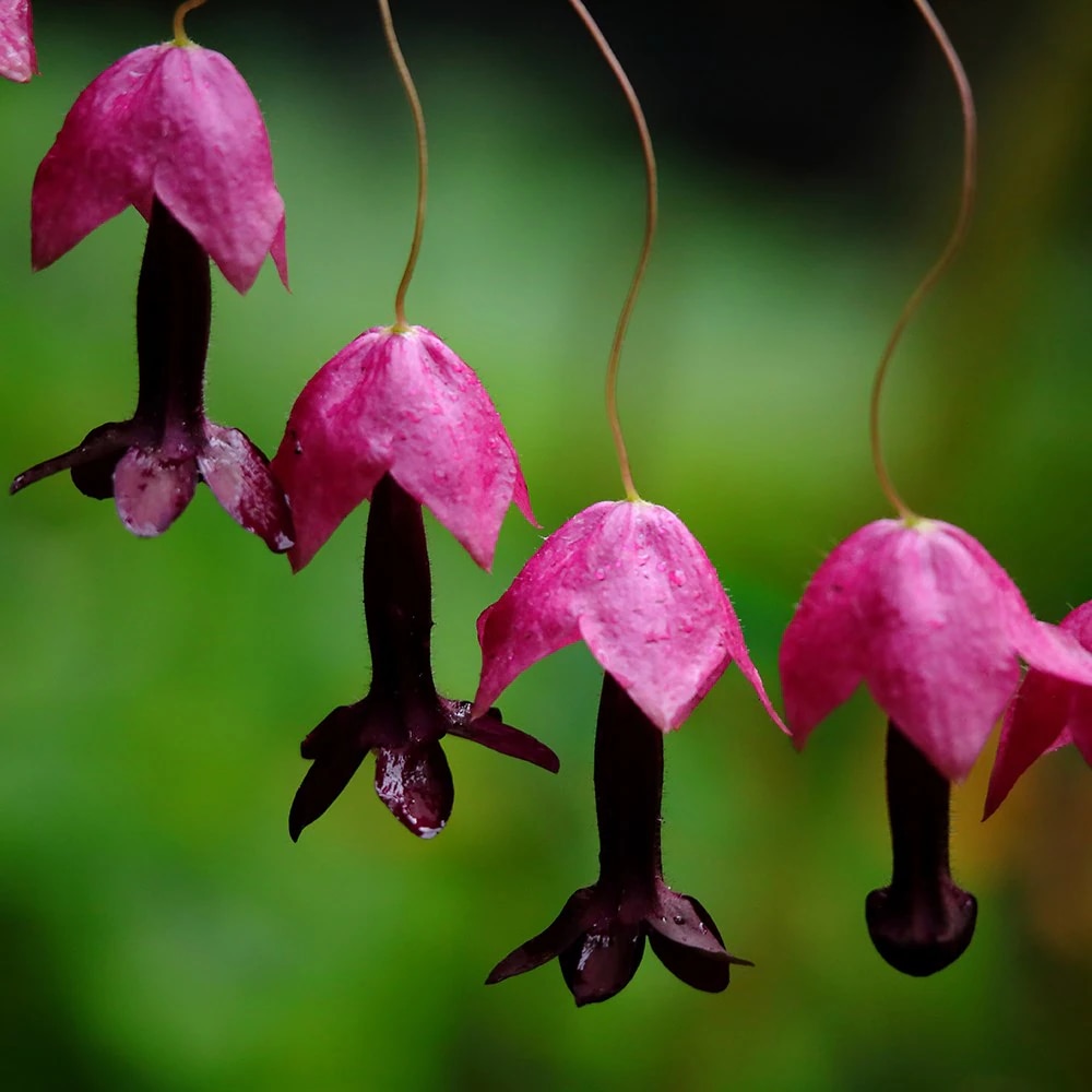 Rhodochiton atrosanguineus