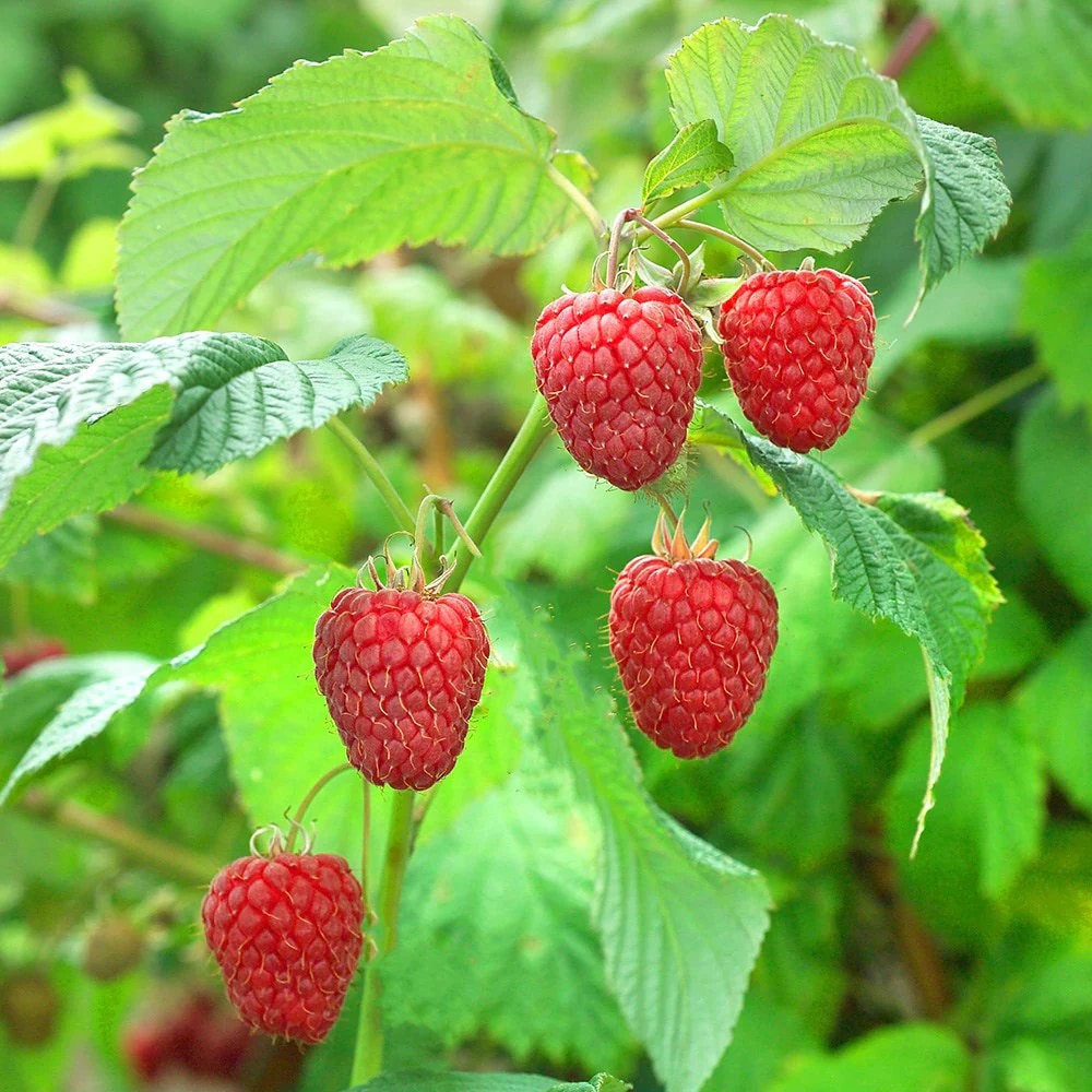 raspberry 'Malling Promise'