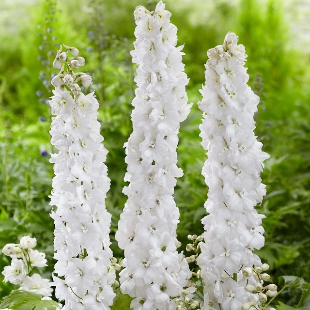 Delphinium 'Moonbeam'