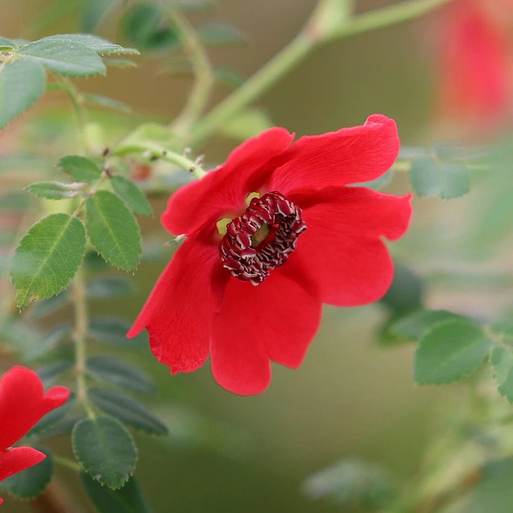 Rosa moyesii 'Geranium'   