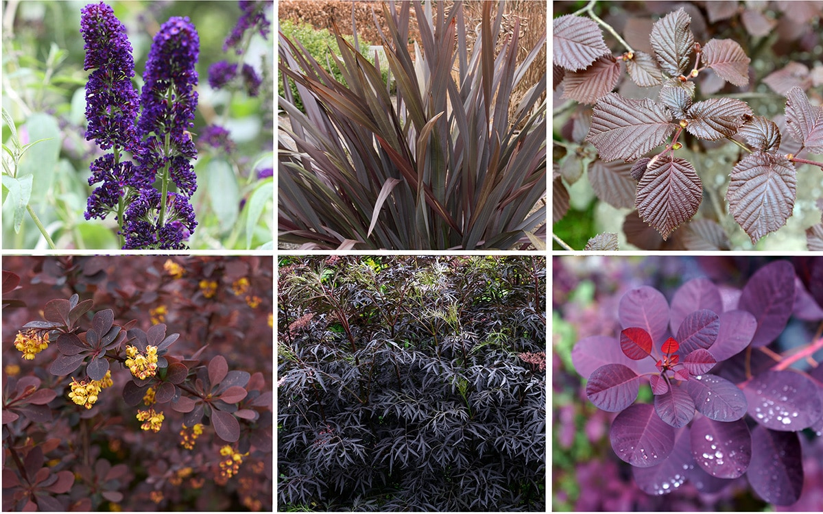 Purple foliage plants in Hidcote's red border