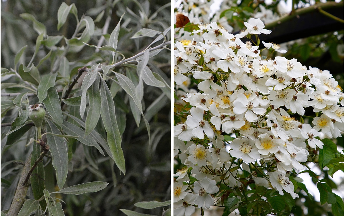 Pyrus salicifolia 'Pendula'; Rosa mulliganii.