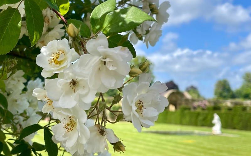 Rambling Rector