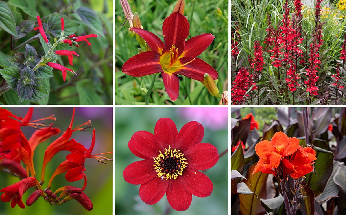red flowers in Hidcote's red border