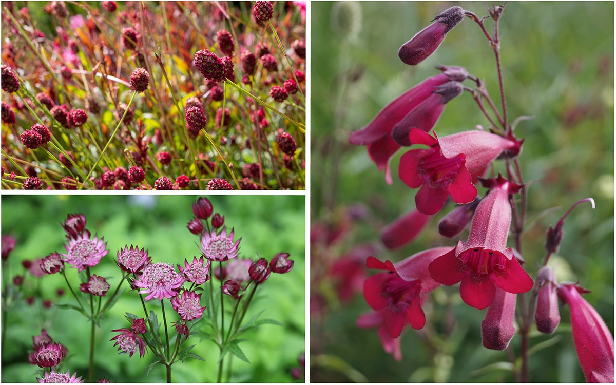 red flowers of sanguisorba, penstemon and astrantia