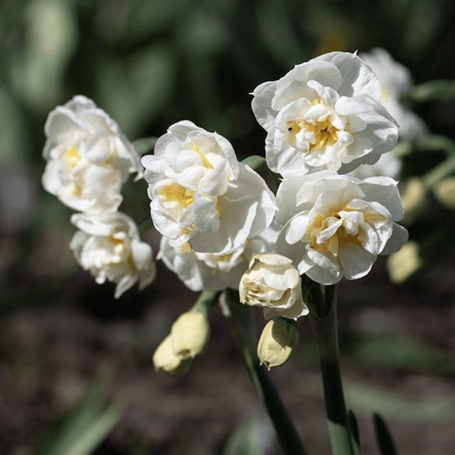 Narcissus 'Bridal Crown'