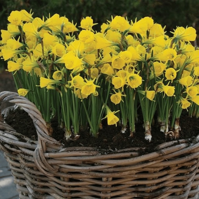 Narcissus bulbocodium