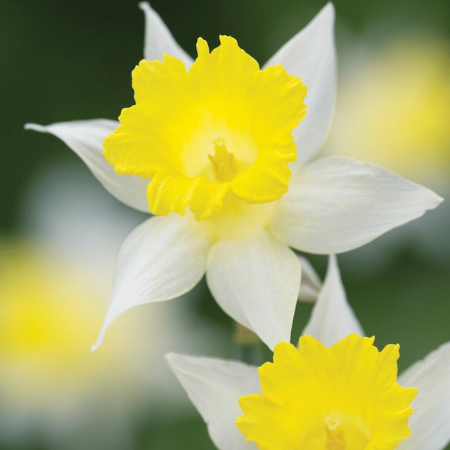 N. pseudonarcissus