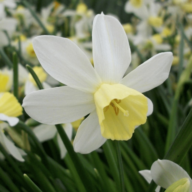 Narcissus 'Sailboat'