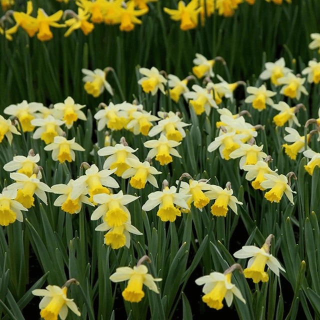 Narcissus 'Topolino'