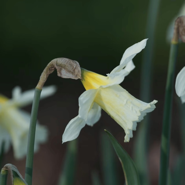 Narcissus 'WP Milner'