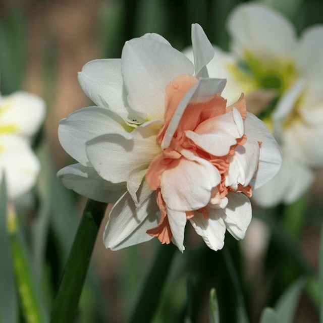 Narcissus 'My Story'