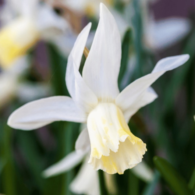 Narcissus ‘Jenny’