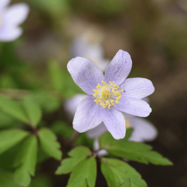 Anemone nemorosa ‘Robinsoniana’