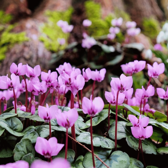 Cyclamen coum