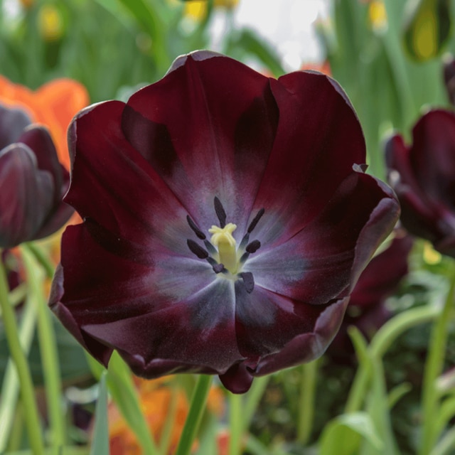 Tulip ‘Queen of the Night’