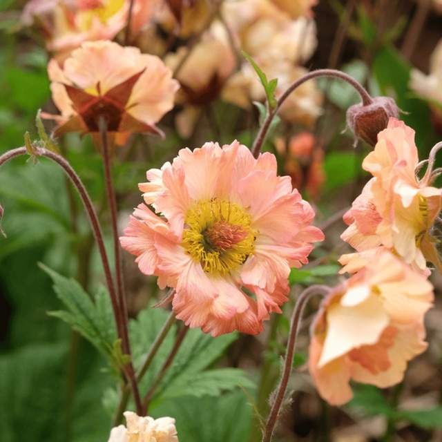 Geum ‘Mai Tai’