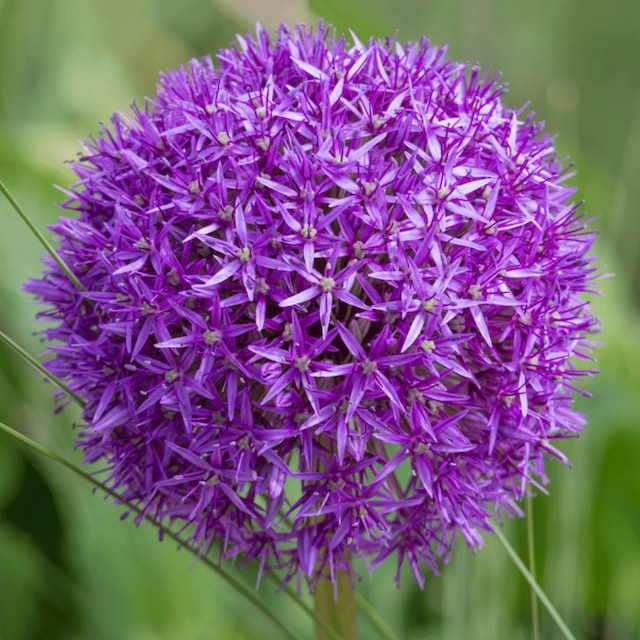 Allium hollandicum ‘Purple Sensation’