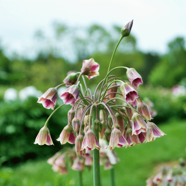 Nectaroscordum siculum
