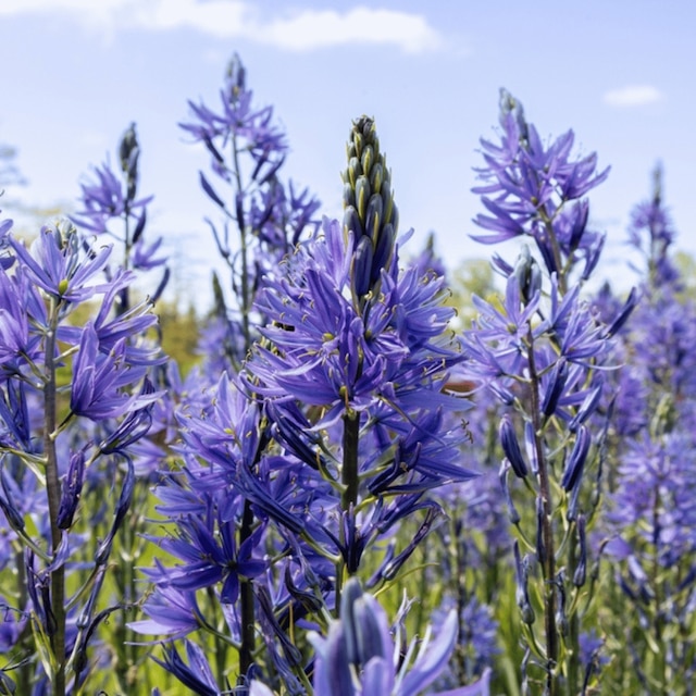 Camassia leichtlinii