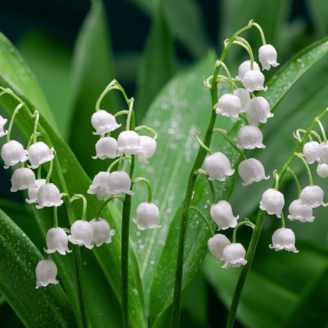 Convallaria majalis