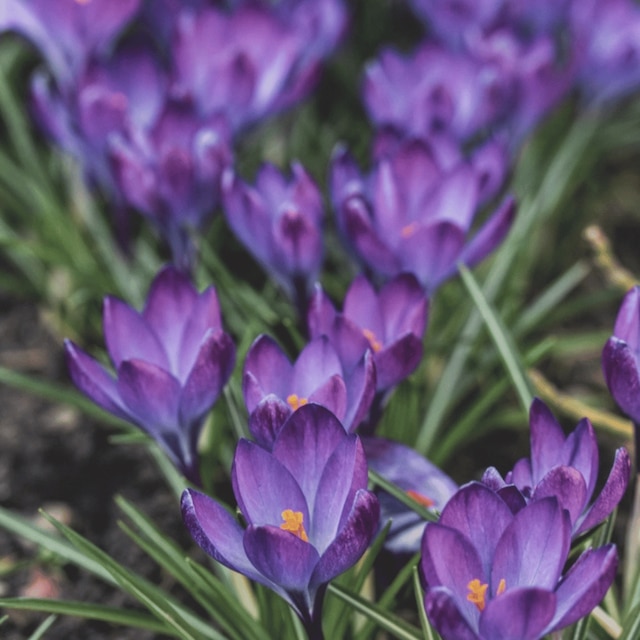 Crocus tommasinianus