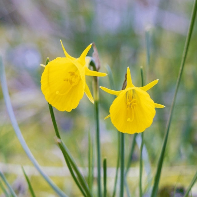 Narcissus bulbocodium