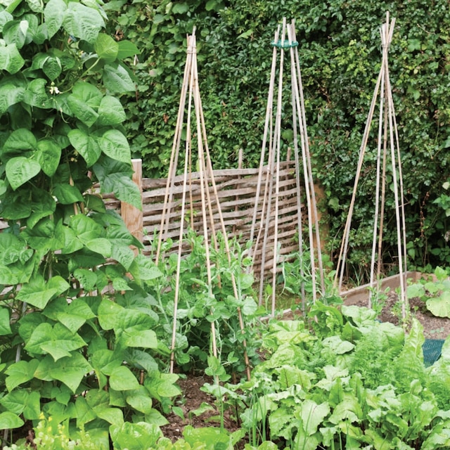 Heavy duty bamboo canes