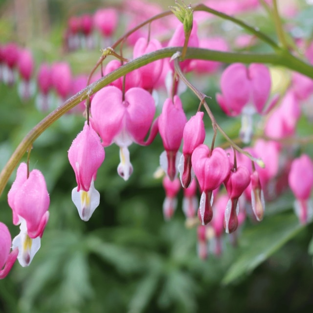 Lamprocapnos spectabilis ‘Valentine’