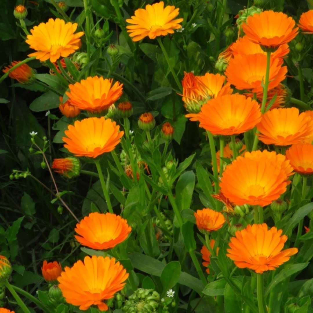 Calendula officinalis on a dark background