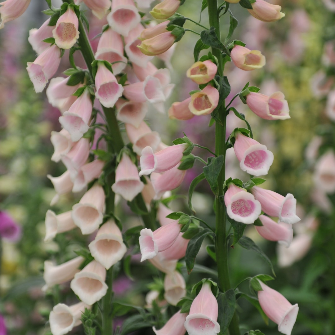 Digitalis purpurea 'Sutton's Apricot'