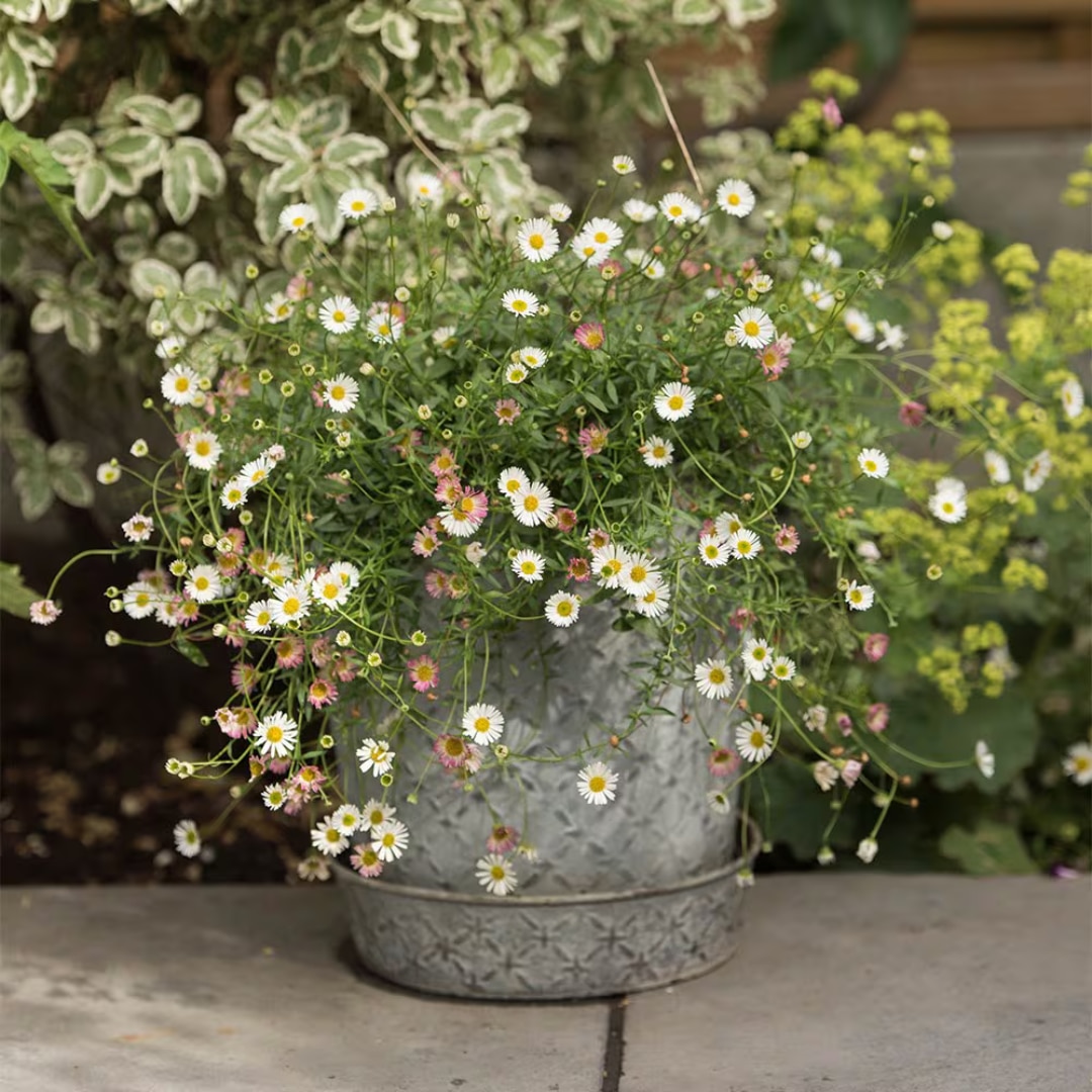 Erigeron karvinskianus