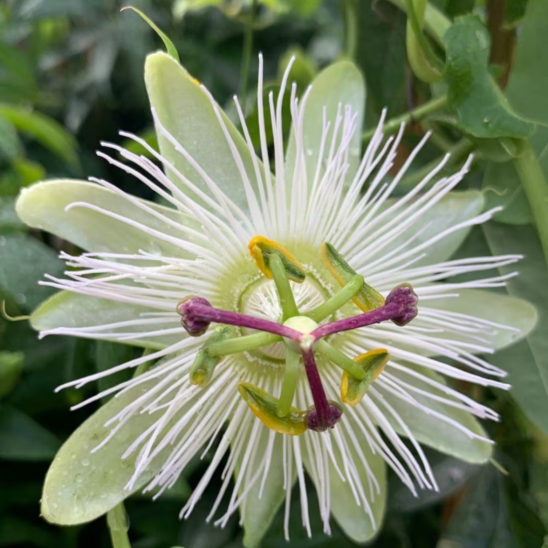 Passiflora caerulea ‘Constance Elliot’ 