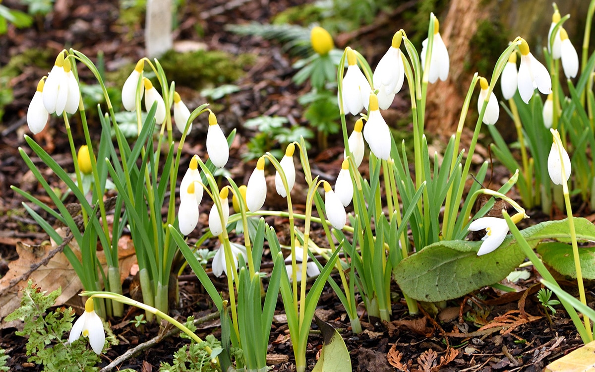 Galanthus nivalis Sandersii Group