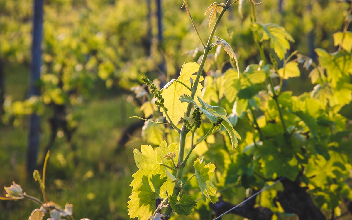 grape pruning and training